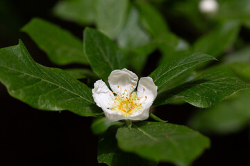 flowers and leaves of the Japanese loquat tree, eriobotrya japonica