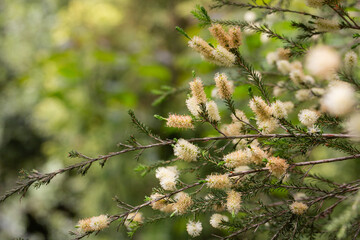 Melaleuca ericifolia (swamp paperbark) flowers on tree in spring Arboretum Park Southern Cultures in Sirius (Adler) Sochi. Paperbark tree (Tea tree) flowering with white bottlebrush blooms.