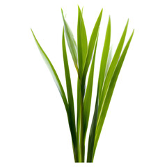 Obraz premium grass isolated on a transparent background