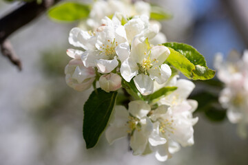 A blooming apple tree. Pink and white apple blossoms on a branch in spring. Floral spring and summer background.