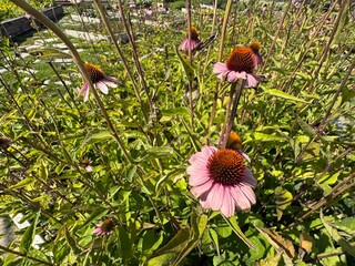Echinacea purpurea purple flower close-up with blurred background. The eastern purple coneflower, purple coneflower, hedgehog coneflower, or echinacea, is a North American species of flowering plant.