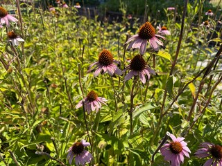 Echinacea purpurea purple flower close-up with blurred background. The eastern purple coneflower, purple coneflower, hedgehog coneflower, or echinacea, is a North American species of flowering plant.