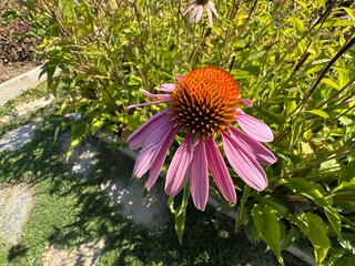 Echinacea purpurea purple flower close-up with blurred background. The eastern purple coneflower, purple coneflower, hedgehog coneflower, or echinacea, is a North American species of flowering plant.