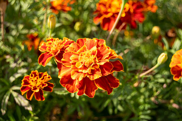 a marigold flower grows in the field. tagetis is a beautiful flower with bright orange petals. Scientific name tagetis. Beautiful summer flower with bright orange petals.