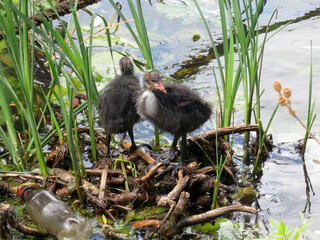 two chicks of a coot