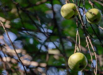 Wild apples hanging on the branch