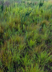 681-60 Prairie Grasses