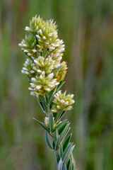 681-65 Prairie Bush Clover