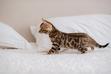 Cute Bengal cat on a white blanket. Pet