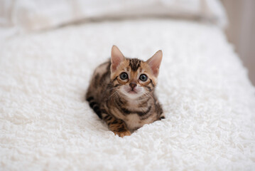 Cute Bengal cat on a white blanket. Pet © Ольга Апанасенко