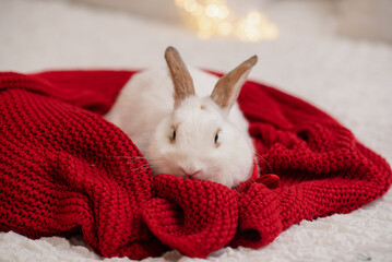 A Christmas domestic white rabbit on a red knitted plaid. Christmas Eve. Merry Christmas