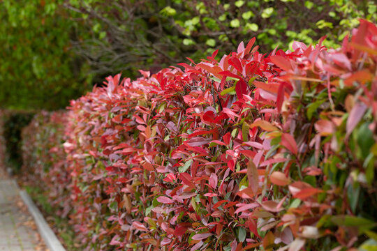 Red and green leaves of a photinia fraseri red robin hedge on a street