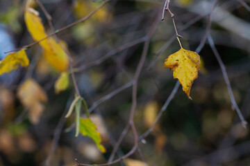 autumn birch leaves on a branch, selective focus, October
