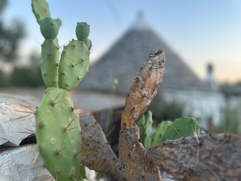 cactus on the beach