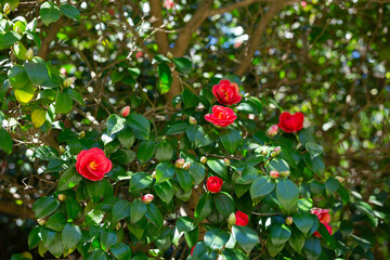 Large mass of deep red Camellia Black Lace flowers in spring