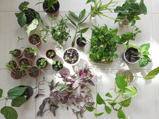 Green swap room interior flower plant cultivation planting growth