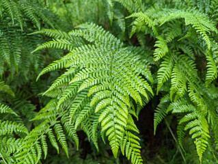 Green fern leaf in the forest