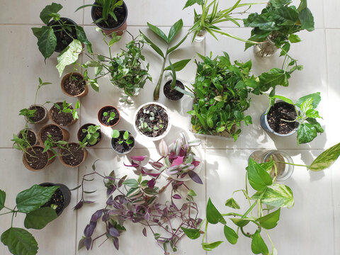 Green swap room interior flower plant cultivation planting growth