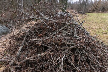 Sawed cut Tree bush dry dead branch branches wood lumber timber pile heap stack, forest clearing, forestry