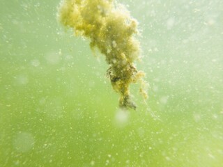 Toxic algae green plant in pool water