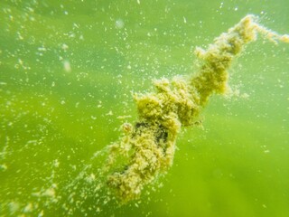 Toxic algae green plant in pool water