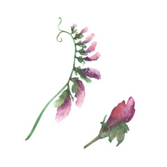 Fototapeta premium Mouse pea flowers with lilac purple buds. Watercolour floral illustration. Curly green plant isolated from background. Meadow wildflower botanical realistic hand draw clipart for greeting card design 