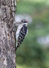 Male Hairy Woodpecker on a tree with a snack with green bokeh nature background in Ontario