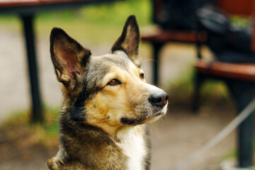 A close-up of a curious dog in a park during a sunny day