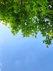 green leaves of the sky in summer in the Czech Republic 