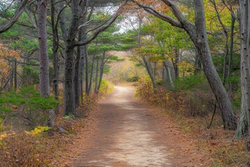 Fototapeta premium A tranquil forest path surrounded by autumn foliage, with sunlight illuminating the trail ahead.