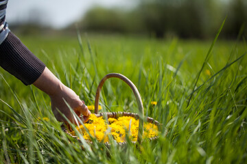 Löwenzahn Blüten im Korb
