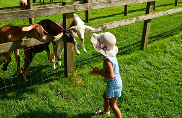 little girl in a hat feeding animals