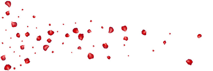 Flying red petals transparent background. Beautiful floral overlay with lots of rose petals.