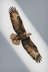 Fototapeta premium Philippine Eagle Flying on White Background, Realistic Photo, Pattern Background, Wallpaper, Cover and Screen for Smartphone, Cell Phone, Computer, Laptop
