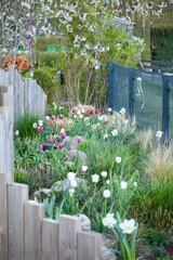 Tulpenfeld im Garten weiß und lila und rosa 