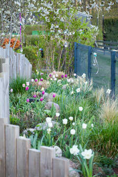 Tulpenfeld im Garten wei&szlig; und lila und rosa 