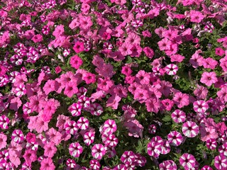Obraz premium Petunia flowers bright pink blossom