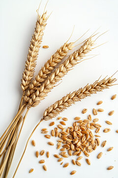 Wheat ears, white background, with wheat seeds scattered on the ground next to them.