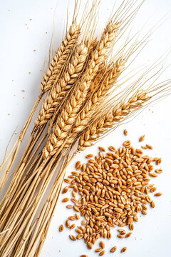 Wheat ears, white background, with wheat seeds scattered on the ground next to them.