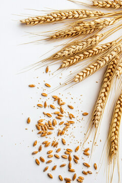 Wheat ears, white background, with wheat seeds scattered on the ground next to them.