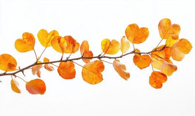A branch with orange leaves and a white background