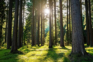 Fototapeta premium A tranquil forest scene with sunlight streaming through tall trees, casting shadows on the lush green undergrowth.