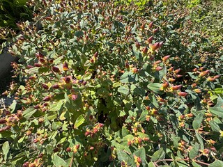 Hypericum androsaemum (Kamaniça) leaves and fruits close-up. Hypericum androsaemum tutsan bright fruit. Commonly called tutsan, sweet-amber or the shrubby St. John's wort.