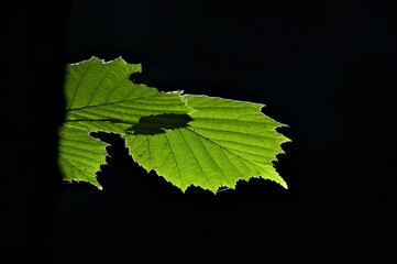 Leaves agains the sun light in deep dark forest. Detail in wild nature. Pure nature or enviroment concept.