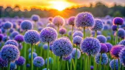 Obraz premium Field of round Allium caeruleum flowers at sunset, Allium caeruleum, flowers, round, fluffy, yellow, warm, sunset, nature