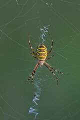 Black and yellow spider Argiope bruennichi aka wasp spider on his cobweb. Czech republic nature.