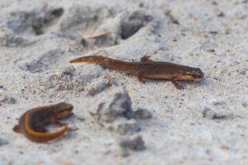 Juvenile Palmete Newts near Hamsterley Forest, County Durham, UK.