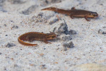 Juvenile Palmete Newts near Hamsterley Forest, County Durham, UK.