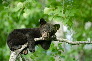 Black Bear, Ursus americanus, taken in wild, in Minnesota. © Agnieszka