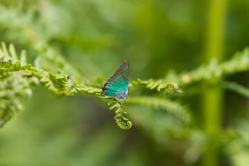 Close up image of a Green Hairstreak butterfly on a fern leaf, Hamsterley Forest, County Durham, England, UK.